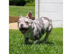 French Bulldog Puppy for sale in Farmington Hills, MI, USA