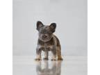 French Bulldog Puppy for sale in Palmdale, CA, USA