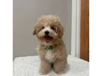 Maltipoo Puppy for sale in Flushing, NY, USA