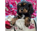 Cavalier King Charles Spaniel Puppy for sale in Cadott, WI, USA