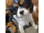 Cavalier King Charles Spaniel Puppy for sale in Cadott, WI, USA