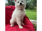 American Eskimo Dog Puppy for sale in Austin, TX, USA