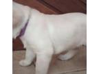 Labrador Retriever Puppy for sale in Las Cruces, NM, USA
