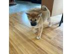 Shiba Inu Puppy for sale in Barnstead, NH, USA