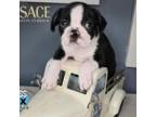 Boston Terrier Puppy for sale in San Antonio, TX, USA