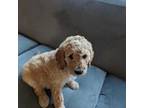 Goldendoodle Puppy for sale in Kent, WA, USA