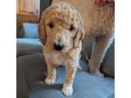 Goldendoodle Puppy for sale in Kent, WA, USA