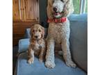 Goldendoodle Puppy for sale in Kent, WA, USA