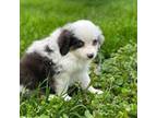 Miniature Australian Shepherd Puppy for sale in Auburn, NE, USA