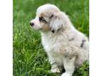 Miniature Australian Shepherd Puppy for sale in Auburn, NE, USA