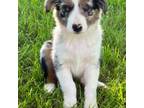 Miniature Australian Shepherd Puppy for sale in Saltillo, MS, USA