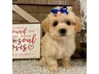 Mutt Puppy for sale in Sharon, KS, USA