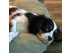 Cavalier King Charles Spaniel Puppy for sale in Atoka, OK, USA