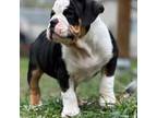 Olde English Bulldogge Puppy for sale in Fridley, MN, USA