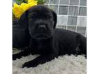 Chinese Shar-Pei Puppy for sale in Ligonier, IN, USA