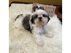 Shih Tzu Puppy for sale in Downey, CA, USA