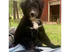 Aussiedoodle Puppy for sale in Nacogdoches, TX, USA