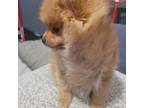 Pomeranian Puppy for sale in Riverside, CA, USA