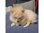 Pomeranian Puppy for sale in Riverside, CA, USA