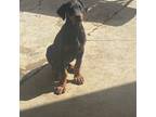 Doberman Pinscher Puppy for sale in Bakersfield, CA, USA