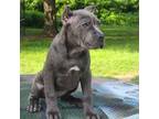 Cane Corso Puppy for sale in Fort Worth, TX, USA