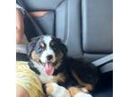 Australian Shepherd Puppy for sale in Brookfield, MO, USA