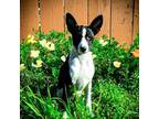 Basenji Puppy for sale in San Diego, CA, USA