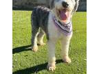 Old English Sheepdog Puppy for sale in Fort Worth, TX, USA