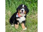 Bernese Mountain Dog Puppy for sale in Fort Worth, TX, USA