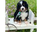 Bernese Mountain Dog Puppy for sale in Fort Worth, TX, USA