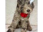 Labradoodle Puppy for sale in La Vernia, TX, USA