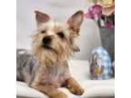 Yorkshire Terrier Puppy for sale in Riverside, CA, USA