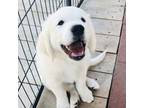 Golden Retriever Puppy for sale in Pomona, CA, USA