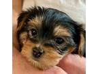 Yorkshire Terrier Puppy for sale in Lake Forest, CA, USA