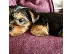 Yorkshire Terrier Puppy for sale in Lake Forest, CA, USA