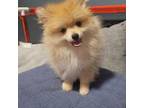 Pomeranian Puppy for sale in Riverside, CA, USA