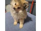 Pomeranian Puppy for sale in Riverside, CA, USA