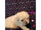 Shih-Poo Puppy for sale in Ocala, FL, USA