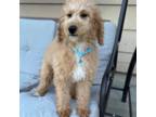 Goldendoodle Puppy for sale in Emmett, ID, USA