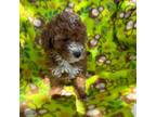 Miniature poodle Princess