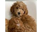 Miniature poodle Max