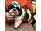 Shih Tzu Puppy for sale in Laurel, DE, USA