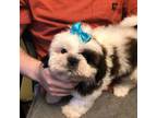 Shih Tzu Puppy for sale in Laurel, DE, USA