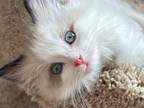 Female Ragdoll Kitten