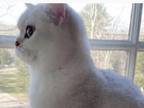 Free British Shorthair Cat