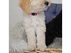 Goldendoodle Puppy for sale in La Puente, CA, USA