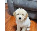 Goldendoodle Puppy for sale in La Puente, CA, USA