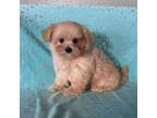 Maltipoo Puppy for sale in Corona, CA, USA