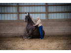 Big Super Gentle Silver Dapple Registered Friesian Sport Horse Mare