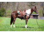 Really Fancy, Flashy, and Smooth Unique Chocolate and White Spotted Saddle